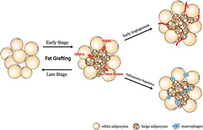 Spontaneous Browning of White Adipose Tissue Improves Angiogenesis and Reduces Macrophage Infiltration After Fat Grafting in Mice